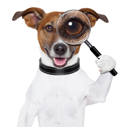 Das Bild zeigt einen lustigen Hund, der eine Lupe vor seinem gesicht hält